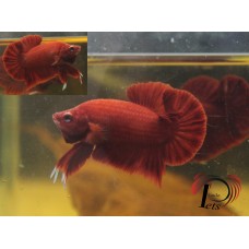 PDEC 2444